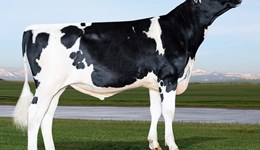 Clean sweep by AltaSeverus for seasonal calving herds